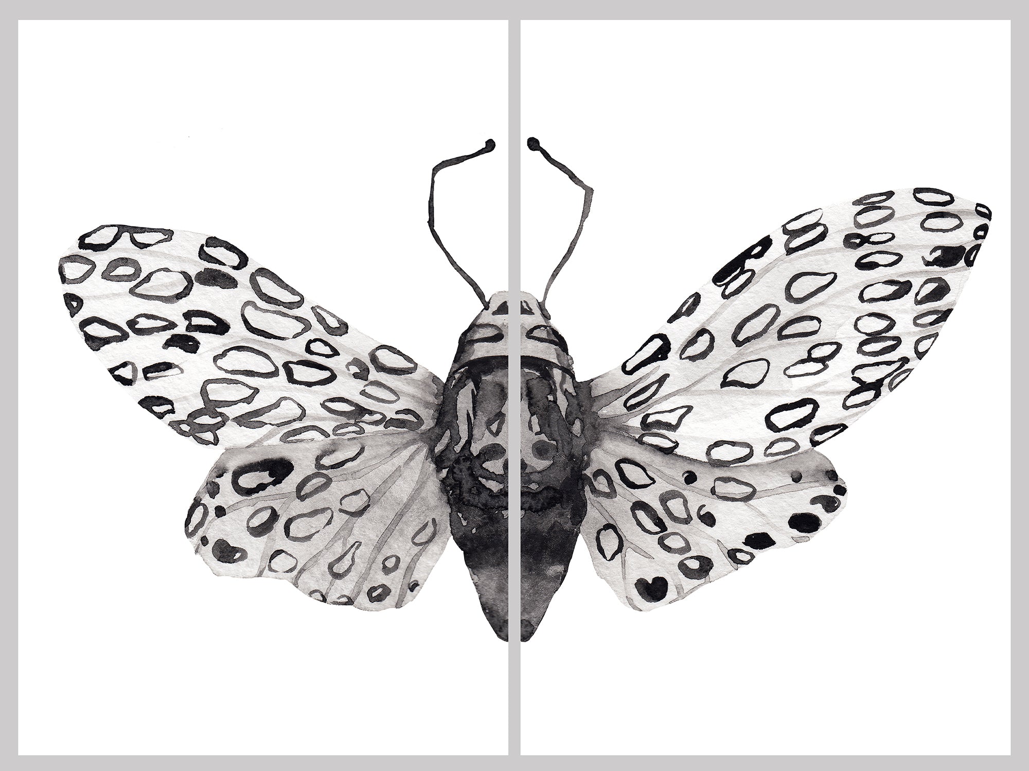 the-perfect-way-to-shop-for-bw-butterfly-split-for-discount_0.jpg