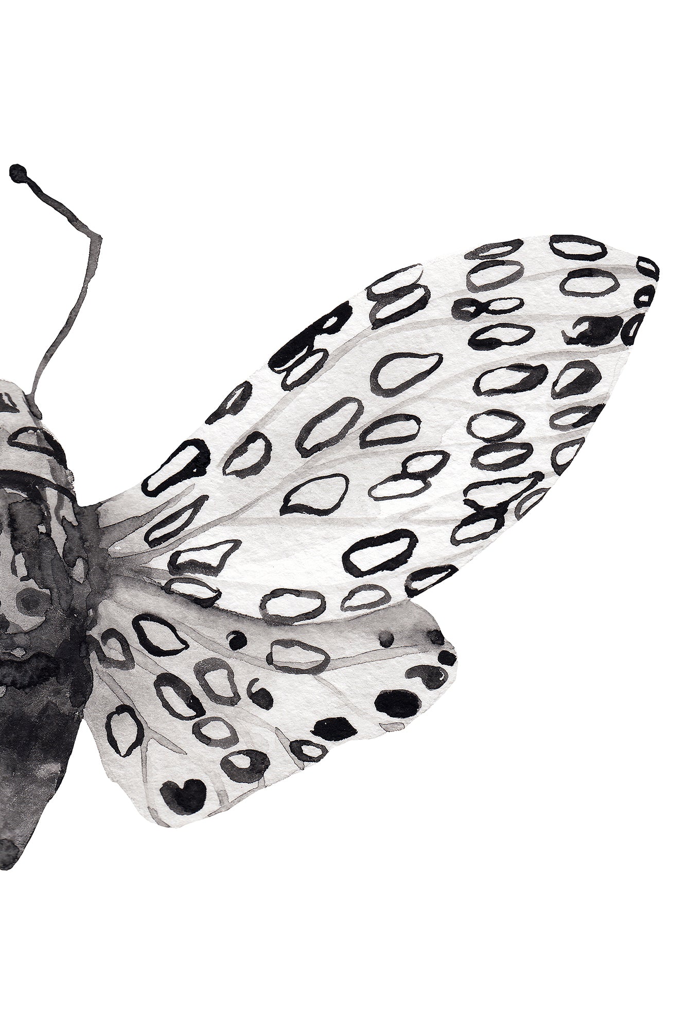 the-perfect-way-to-shop-for-bw-butterfly-split-for-discount_2.jpg